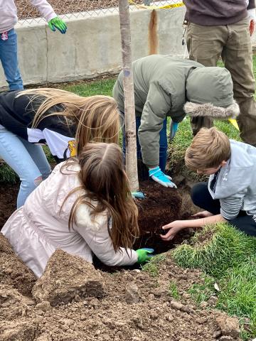 Students breaking up roots around tree