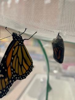 Monarch butterfly and chrysalis